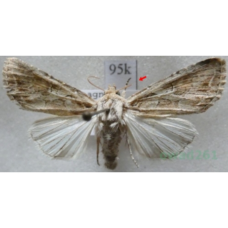 Lacanobia blenna (Hübner, 1824) Spain95k